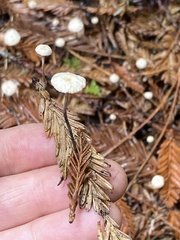 Paragymnopus sequoiae