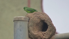 Forpus xanthopterygius