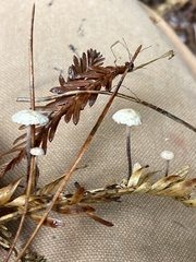 Paragymnopus sequoiae