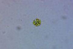 Heliozoa
