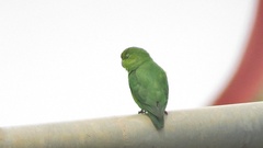 Forpus xanthopterygius