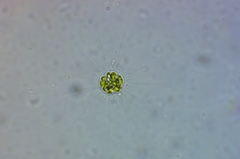 Heliozoa