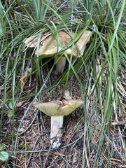 Suillus punctatipes
