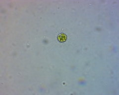 Heliozoa