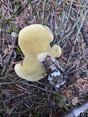 Suillus punctatipes