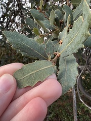 Quercus engelmannii