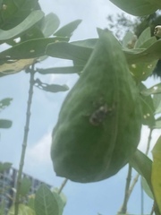 Paramecops farinosus