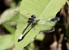 Macrothemis pseudimitans