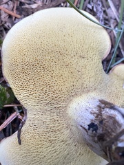 Suillus punctatipes