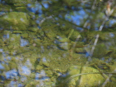 Hesperoleucus venustus