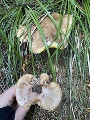 Suillus punctatipes