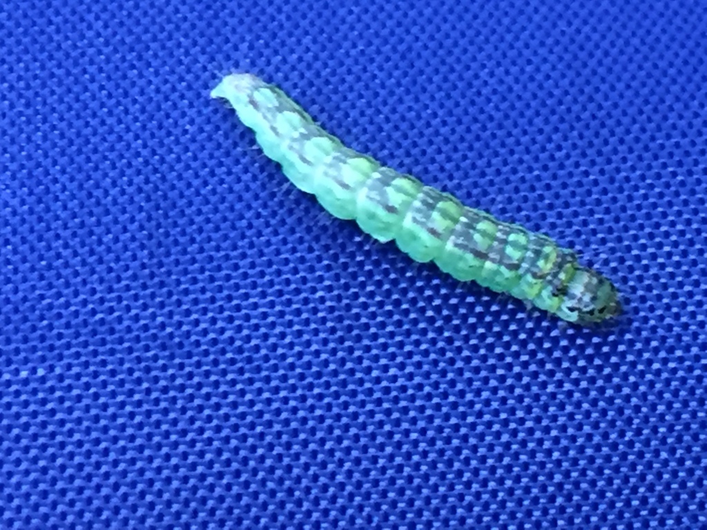 Oreana unicolorella