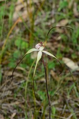 Caladenia venusta