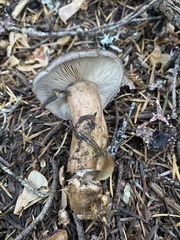 Lactarius kauffmanii