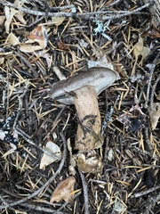 Lactarius kauffmanii