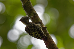 Hemicircus concretus