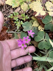 Oxalis debilis