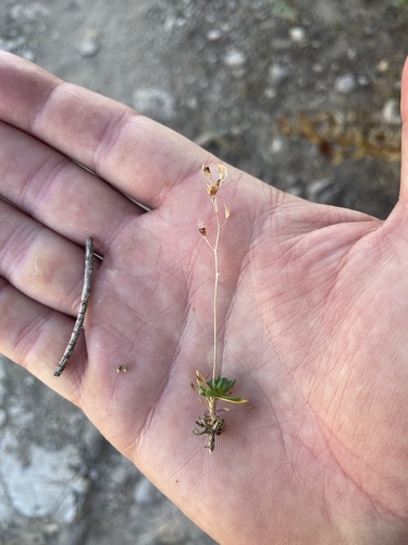 Maguire's Draba (Draba maguirei)