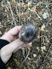 Lactarius kauffmanii