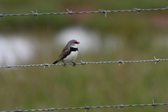 Stagonopleura guttata