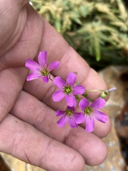 Oxalis debilis