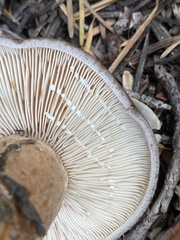 Lactarius kauffmanii