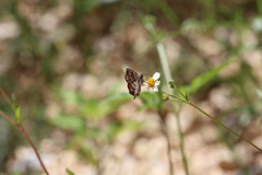 Pyrginae