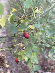 Rosa gymnocarpa