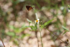 Pyrginae