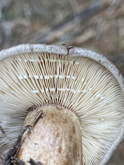 Lactarius kauffmanii