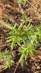 Vitex agnus-castus