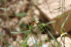 Pyrginae