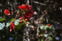 Catasticta flisa flisa