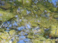 Hesperoleucus venustus