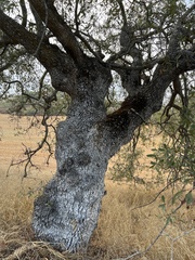 Quercus engelmannii