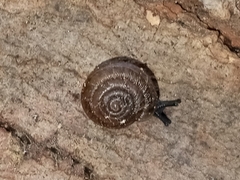 Polygyra cereolus