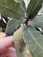 Quercus engelmannii