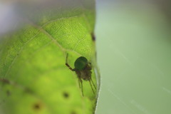Araneus detrimentosus