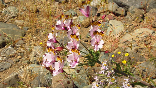 Alstroemeria pulchra (Alstroemeria pulchra)