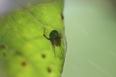 Araneus detrimentosus