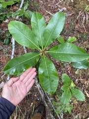 Rhododendron macrophyllum