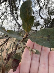Quercus engelmannii