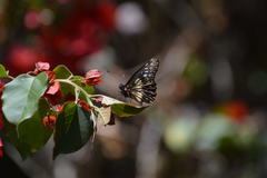 Catasticta flisa flisa