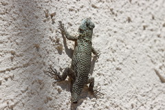 Sceloporus lundelli