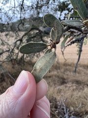 Quercus engelmannii