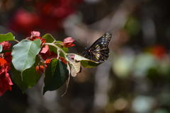 Catasticta flisa flisa