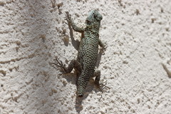 Sceloporus lundelli