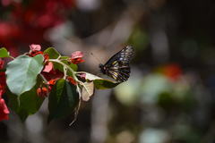 Catasticta flisa flisa