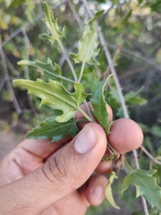 Bebbia atriplicifolia