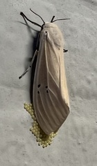 Creatonotos transiens